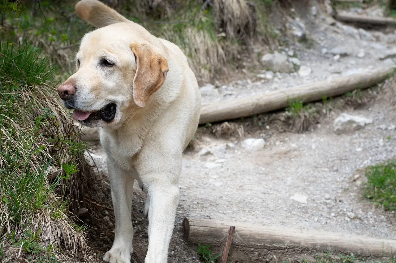 1. Labrador Retriever: Colorado's Most Dependable Trail Buddy (Image Credits: Pixabay)
