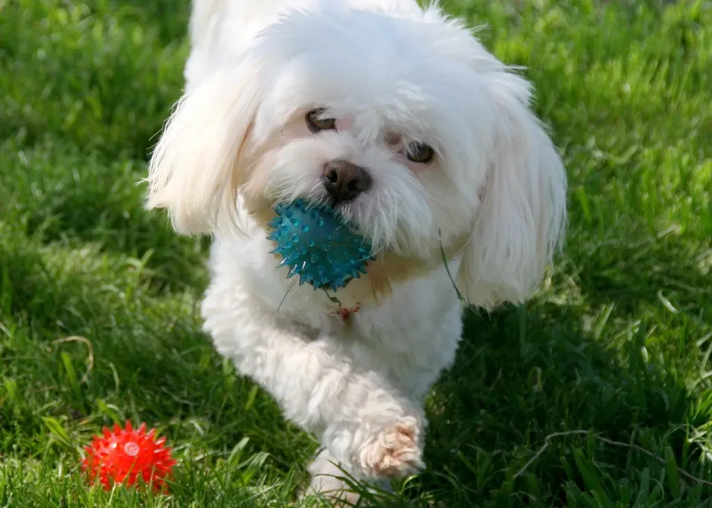 #12. Pisces (February 19 – March 20): The Maltipoo (Image Credits: Rawpixel)
