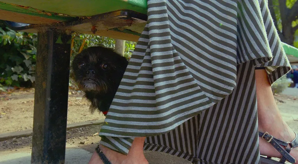 #7: They're Allowed to Hide Behind Their Person... and Then They Try Again (sonstroem, Flickr, CC BY 2.0)