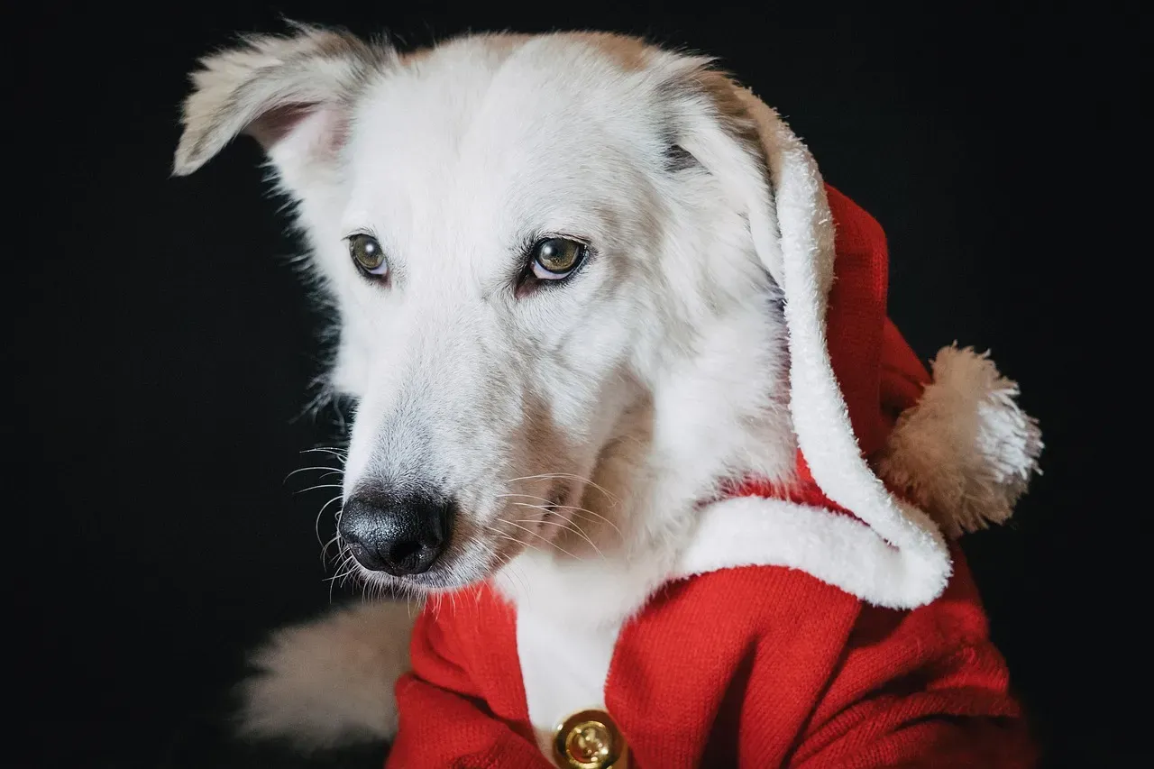 Managing Holiday Stress for Your Pup (Image Credits: Pixabay)