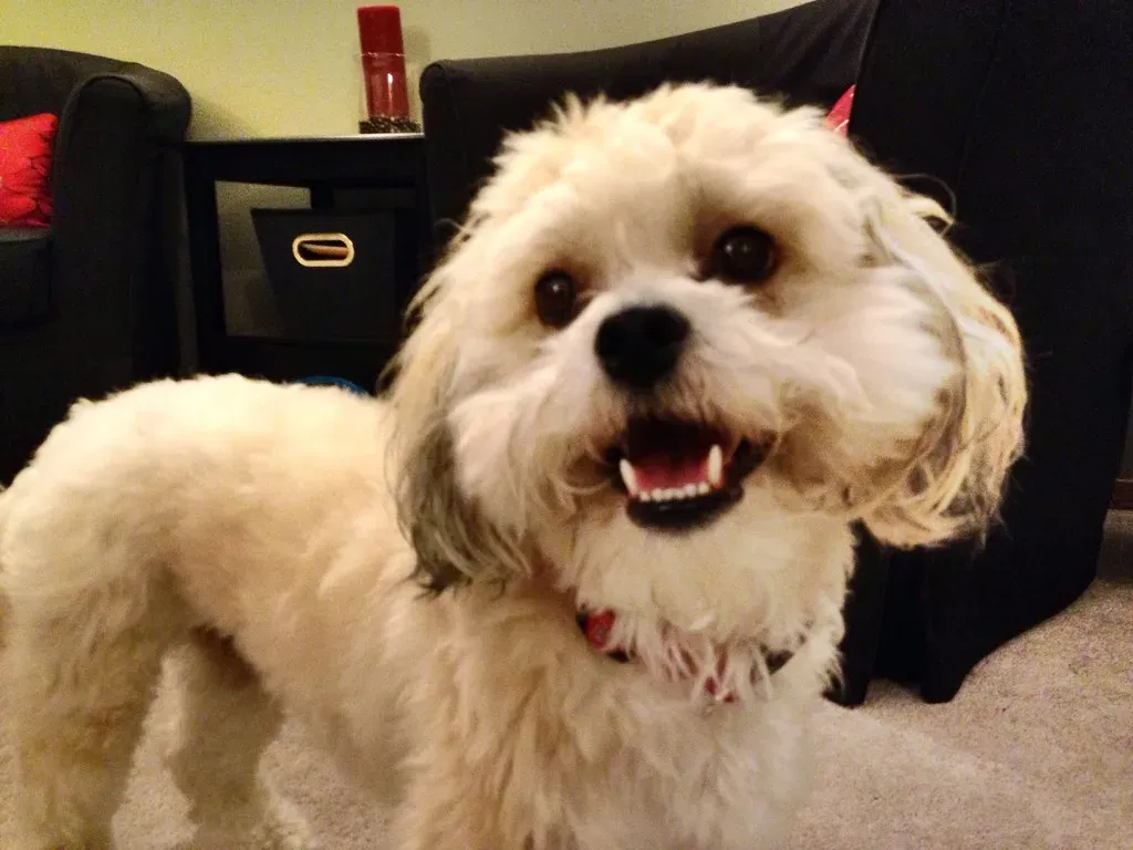 Managing Indoor Zoomies Safely and Joyfully (Image Credits: Flickr)