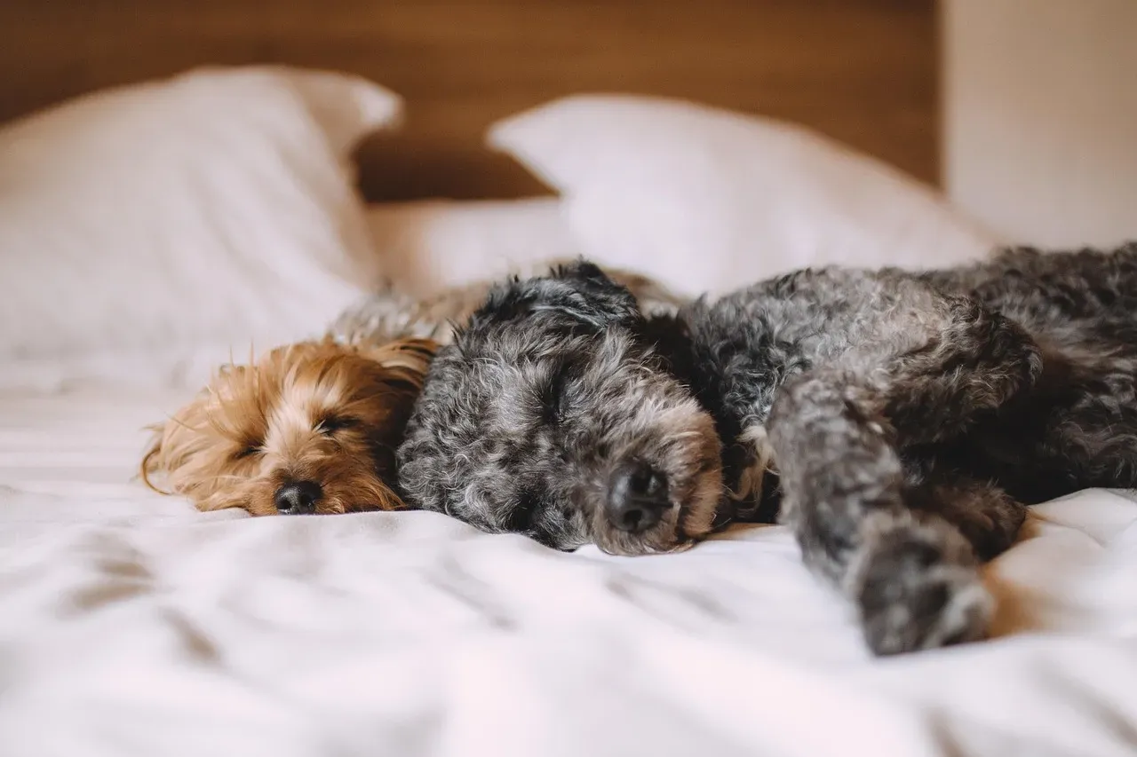 #3 - Dogs Sleeping In A Child's Bed Is No Longer Casually Encouraged (Image Credits: Pixabay)