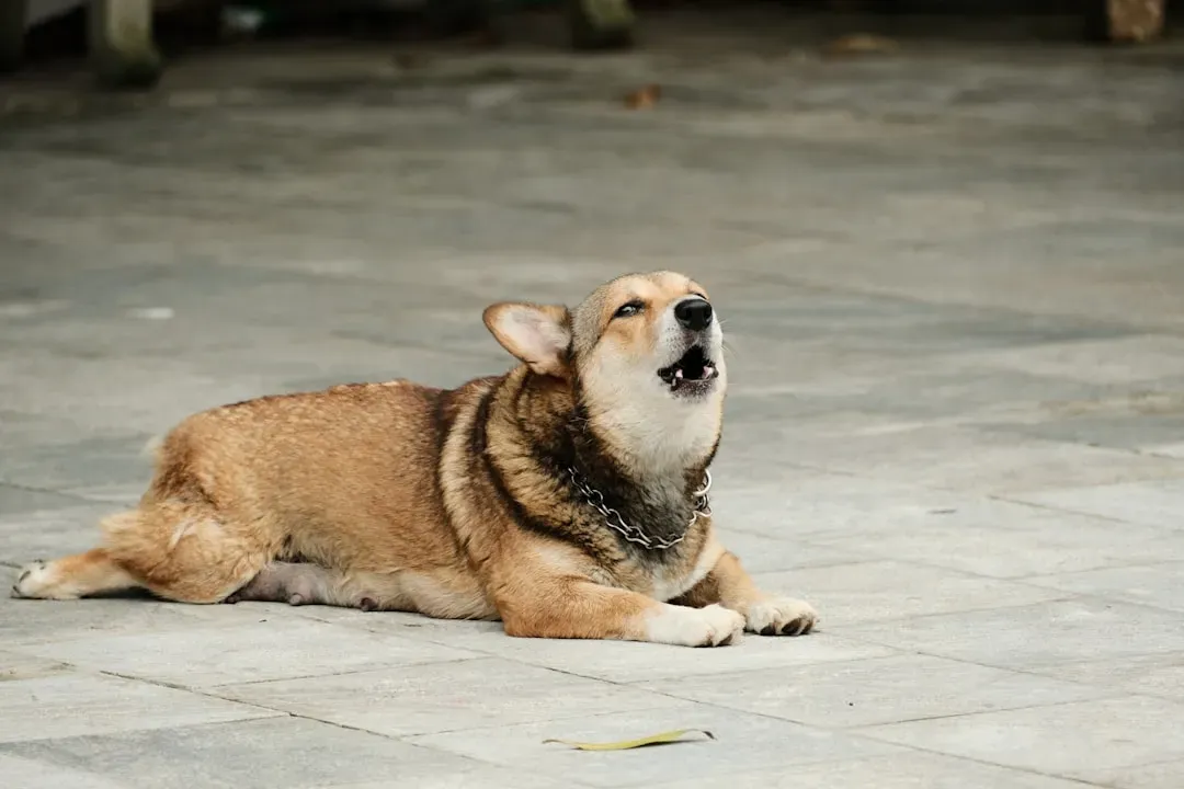 Labored or Irregular Breathing at Rest (Image Credits: Unsplash)