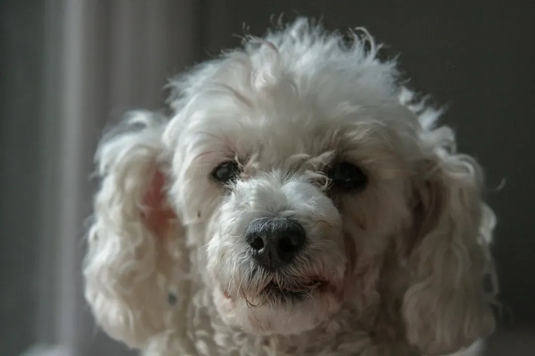 #10. Poodle (Image Credits: Unsplash)