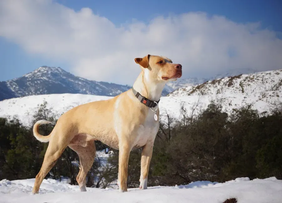 10. Mountain Cur: The Forgotten American Working Dog (Image Credits: Pexels)