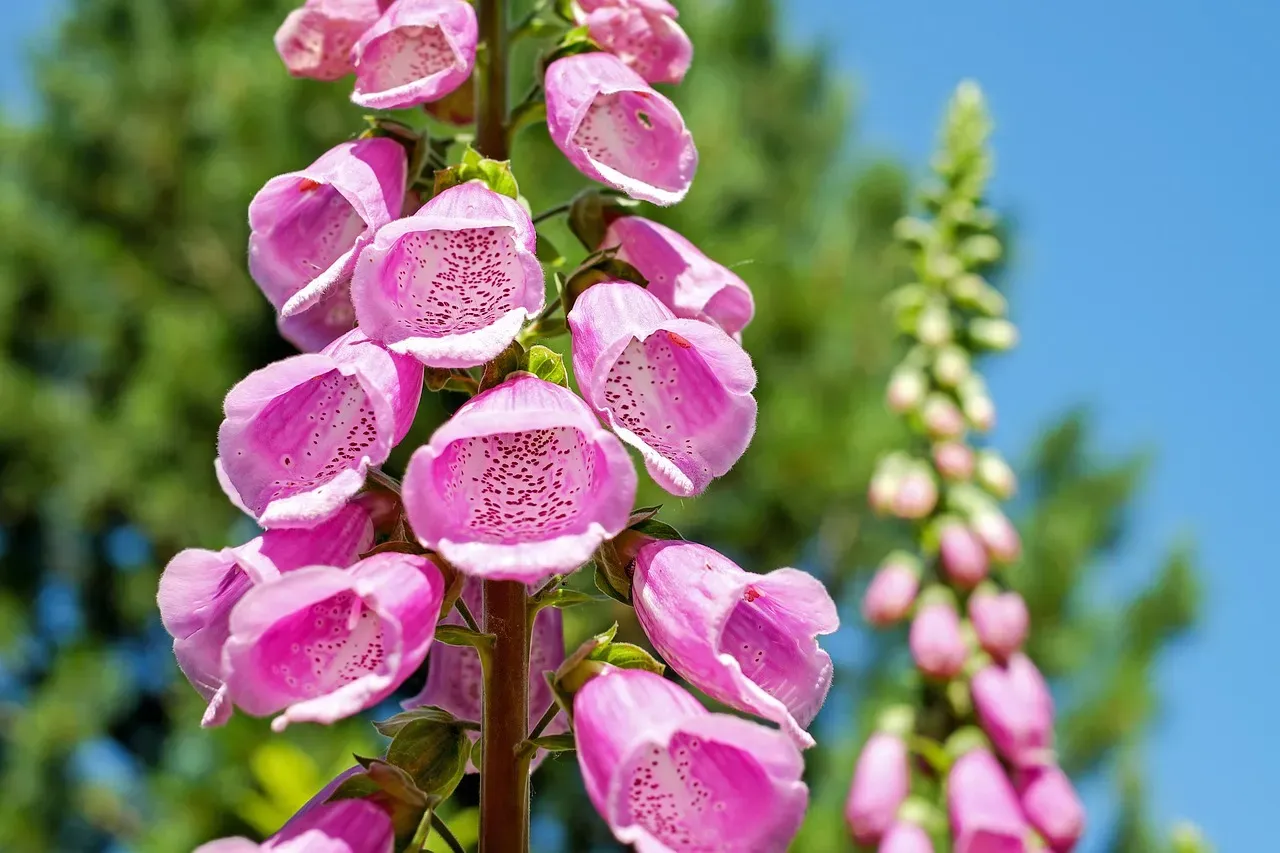 5. Foxglove: The Garden Classic That Can Kill (Image Credits: Pixabay)