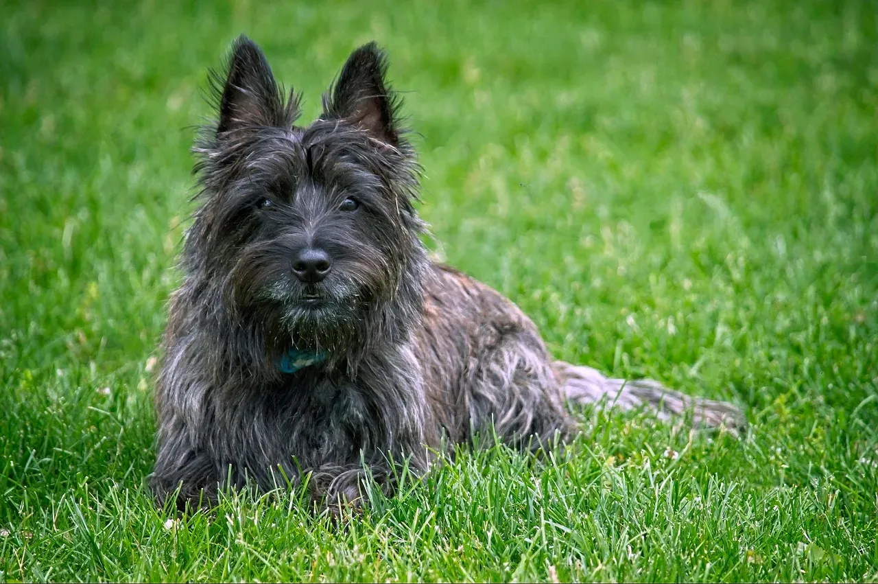 8. Cairn Terrier: The Scrappy Original (Image Credits: Pixabay)