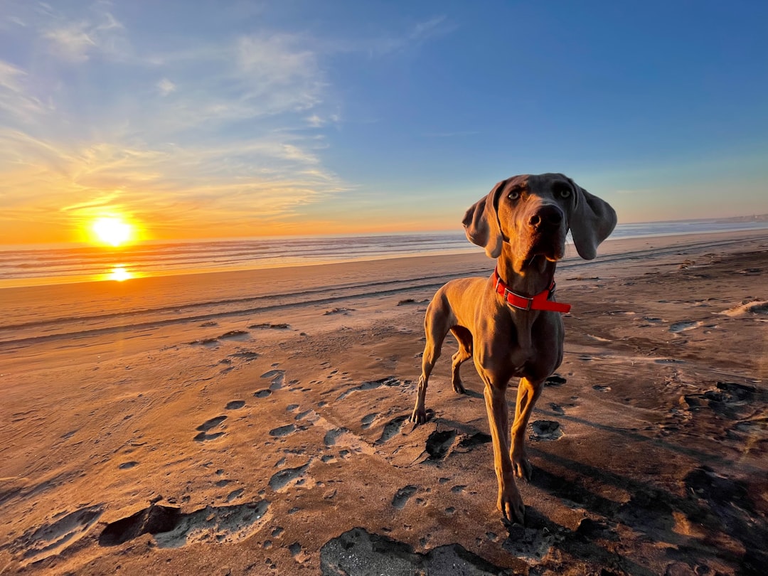 Weimaraners - The Silver Ghost of the Beach (Image Credits: Unsplash)