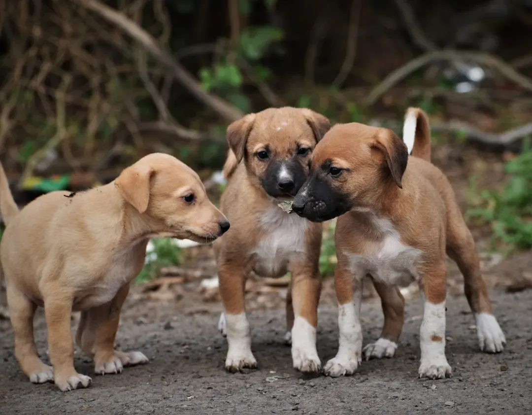 9. Dingo Pups Grow Up Fast – And Learn Even Faster (Image Credits: Unsplash)