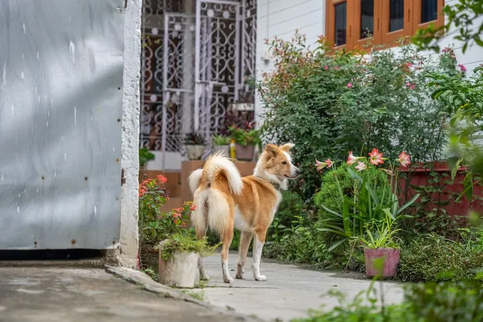 #13 – Obsessive Checking of Doors, Windows, or the Yard (Image Credits: Pexels)