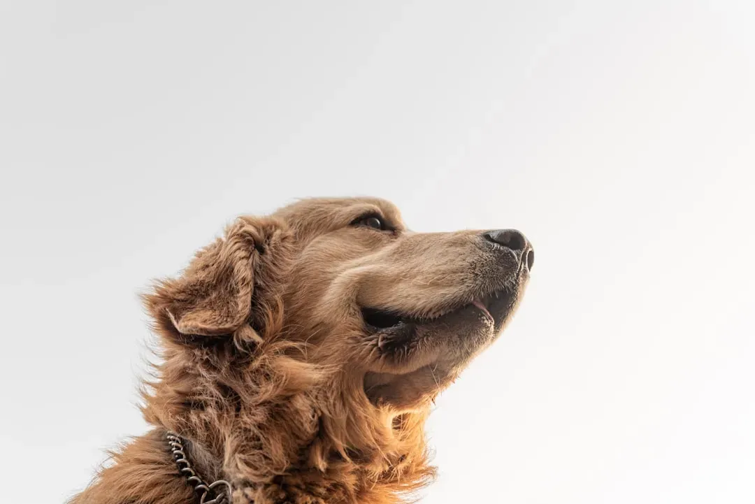 Practical Takeaways: How to Praise Your Dog So It Actually Counts (Image Credits: Unsplash)