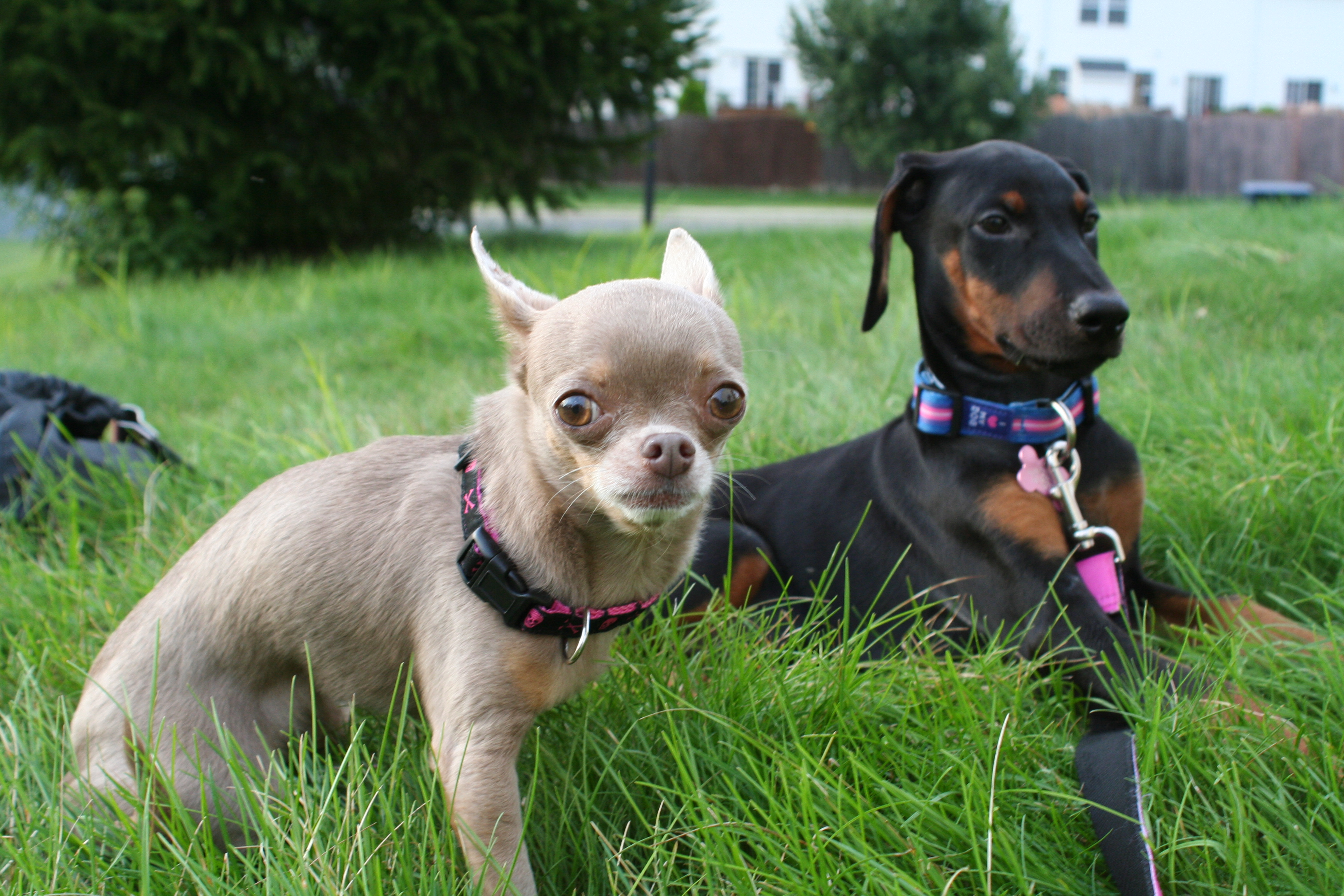 Calming Signal Recognition Training (Image Credits: Wikimedia)