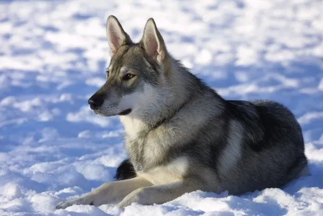 #7. Libra (September 23 – October 22): The Northern Inuit Dog (Allison Laing, Public domain)