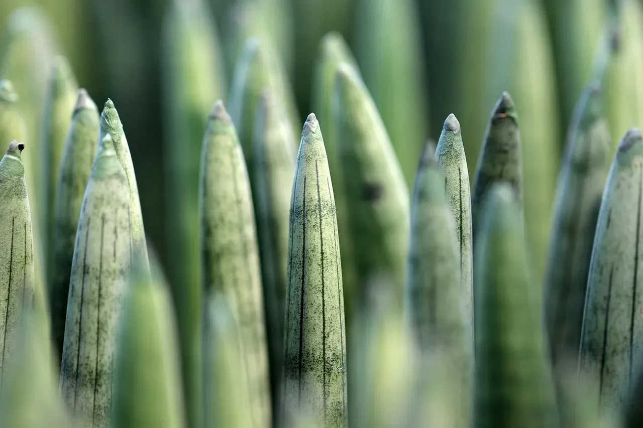 Snake Plant: Tough for You, Tough on Your Dog's Stomach (Image Credits: Pixabay)
