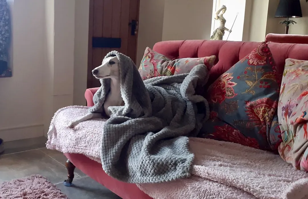 What Your Dog Actually Wants to Watch (Image Credits: Unsplash)