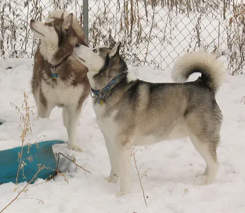 Cold-Weather Champion 1: Siberian Husky (JSF539, Flickr, CC BY-SA 2.0)