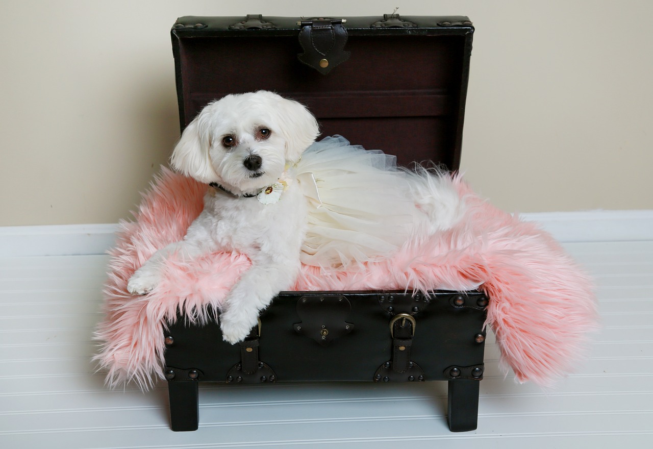 Havanese (Image Credits: Pixabay)