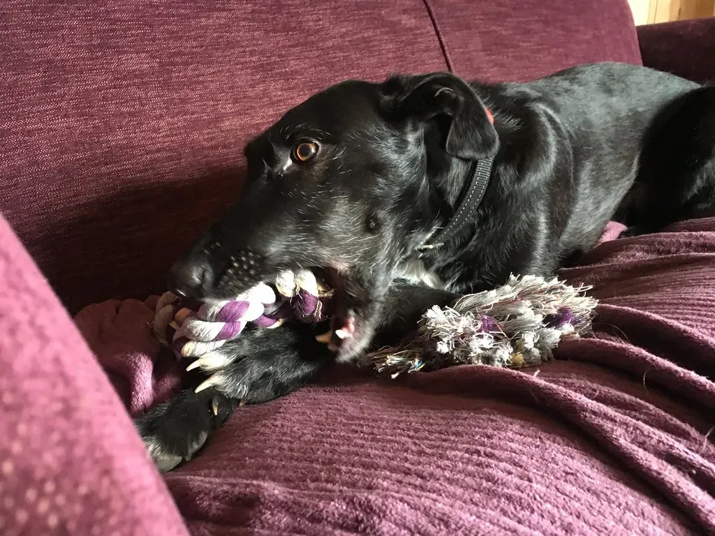 The Gift of a Soggy Toy: It's an Offering, Not an Accident (Image Credits: Flickr)