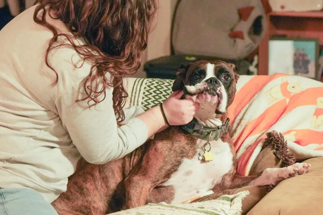 6. Boxer: The Energetic Cuddler Who Follows You Everywhere (Image Credits: Unsplash)