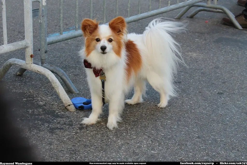 6. Papillon: The Tiny Brainiac (Image Credits: Flickr)