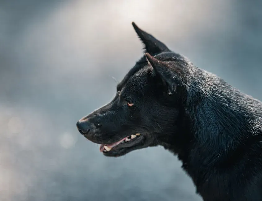#2 United Kingdom: The Black Dog as Death’s Silent Messenger (Image Credits: Pexels)