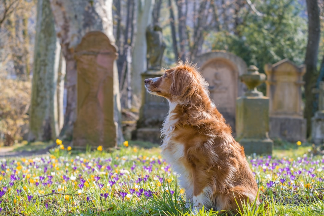 The Graveyard Guardian of Brazil (Image Credits: Unsplash)