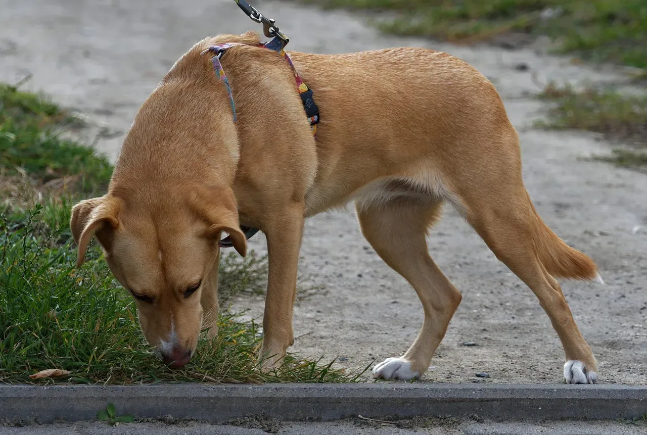 #4 - Yanking the Leash When They Sniff (Image Credits: Pixabay)