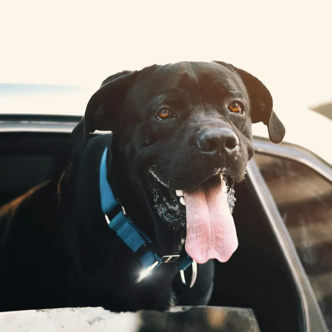 #7: Snapping or Air Biting (Image Credits: Unsplash)
