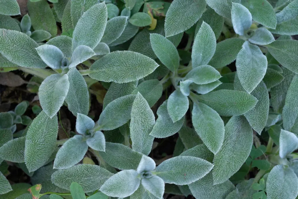 Sage: The Aromatic Wonder (Image Credits: Rawpixel)