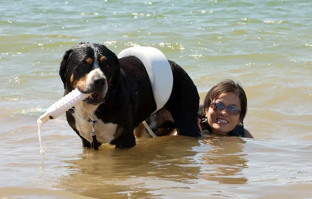Newfoundland: The Sweetest Rescue Worker (Image Credits: Flickr)