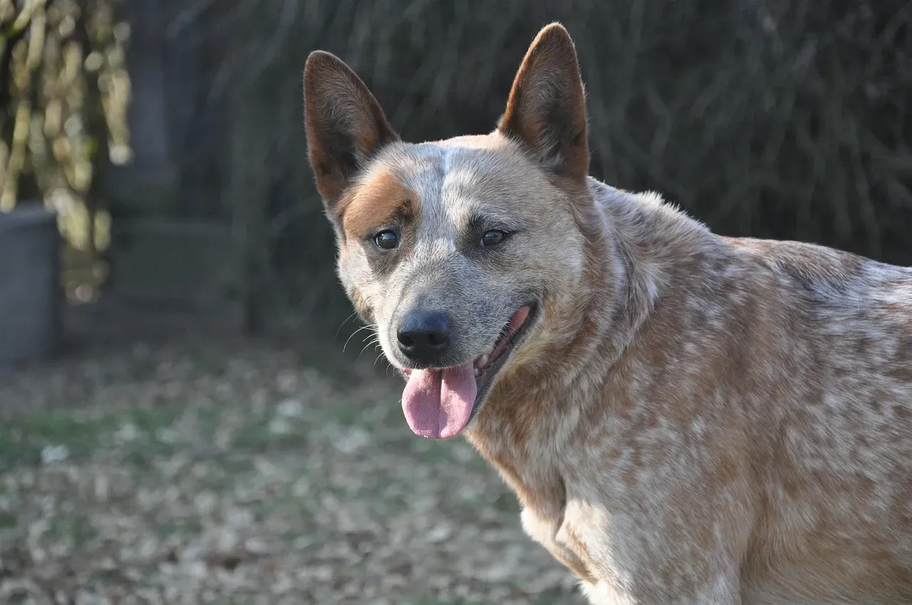 Australian Cattle Dog: The Tireless Worker (Image Credits: Pixabay)
