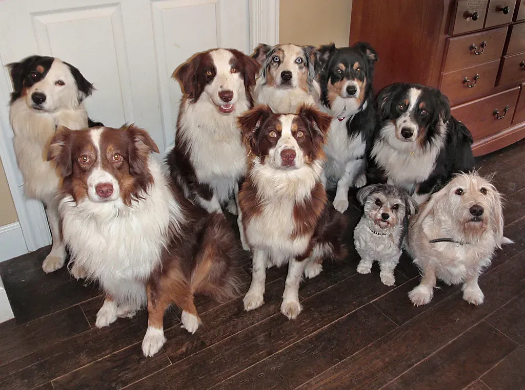 13. Australian Shepherd: The Worrier Who Needs Work (carterse, Flickr, CC BY-SA 2.0)