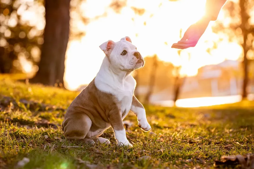 Dogs Deserve Better, and So Do You (Image Credits: Unsplash)