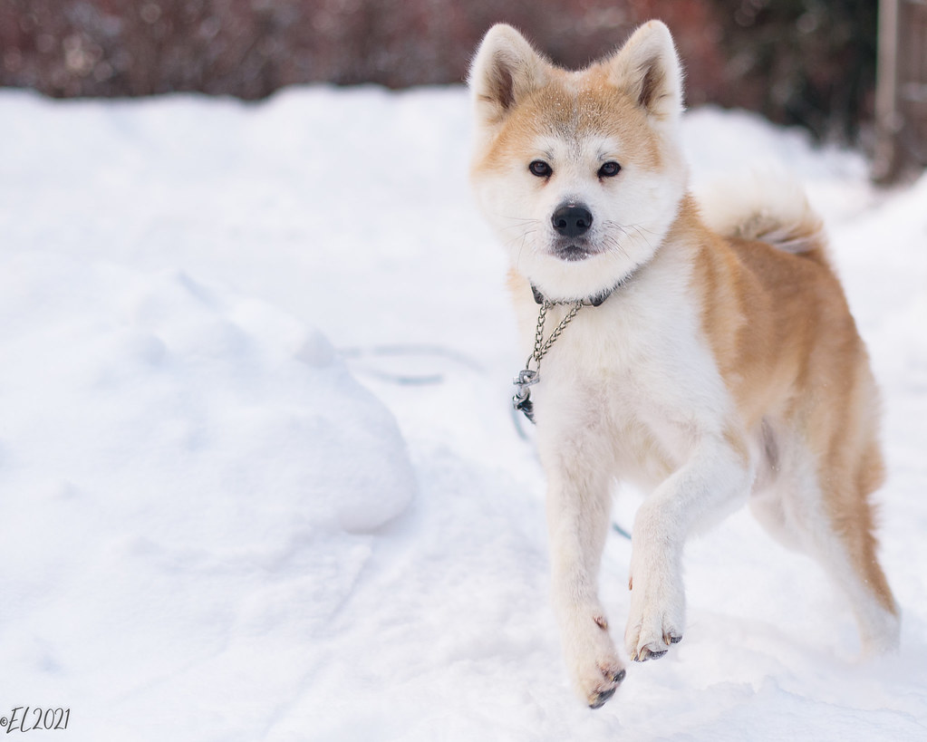 Akita - The Loyal Snow Samurai (Image Credits: Flickr)