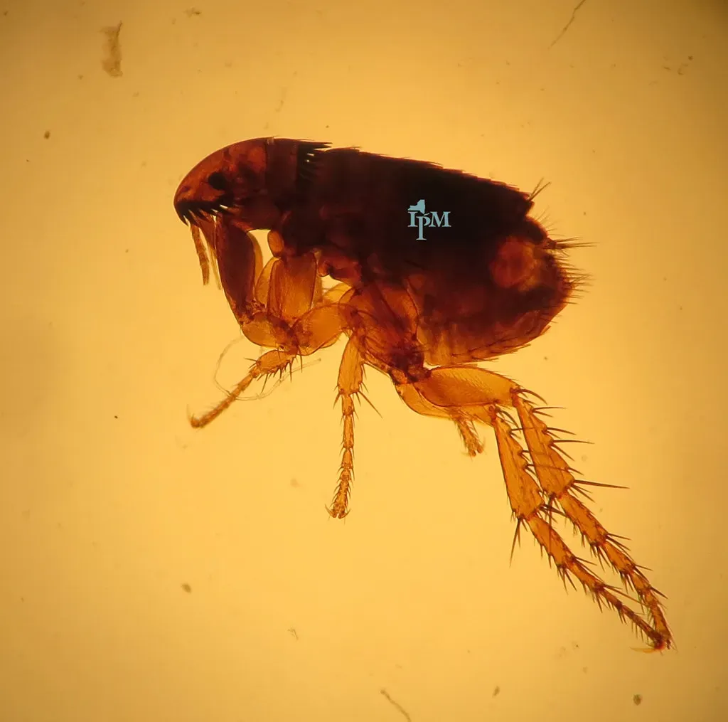 #12 - Tiny Parasites Owners Swear They "Don't Have" (The Cornell IPM Image Gallery, Flickr, CC BY 2.0)