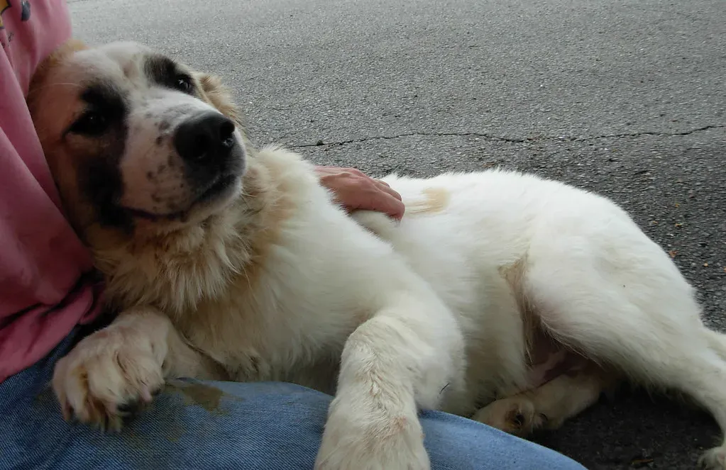 Capricorn and the Practical Approach Gone Wrong (Image Credits: Flickr)