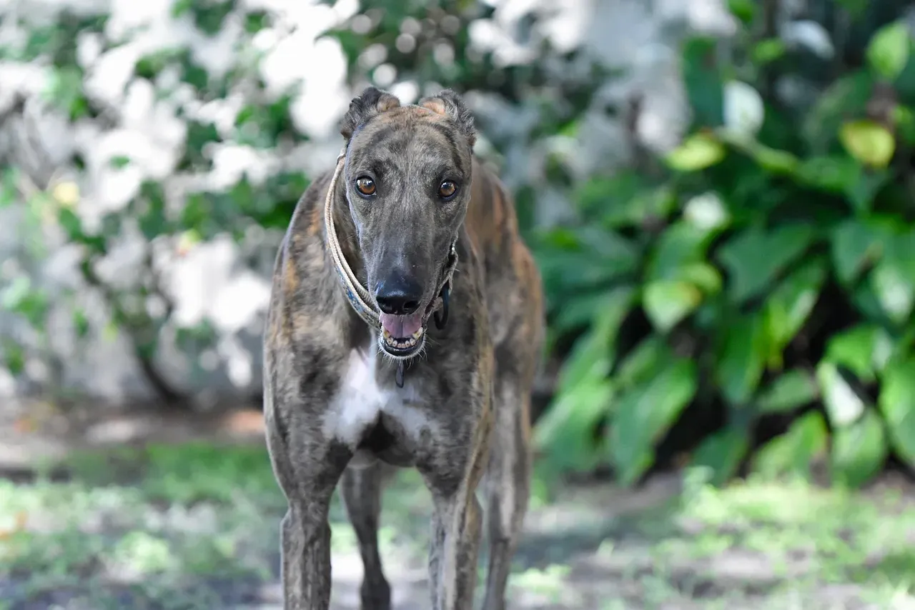 6. The Greyhound: The World's Fastest Couch Potato (Image Credits: Pixabay)