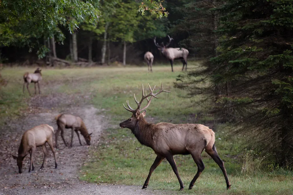 9. They Strengthened the Elk Herd Itself (governortomwolf, Flickr, CC BY 2.0)