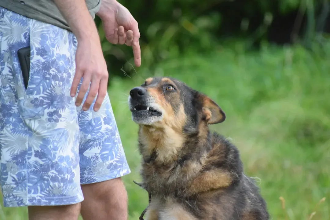 #3 – Dogs Understand That a Point Means "This Matters to You" (Image Credits: Unsplash)
