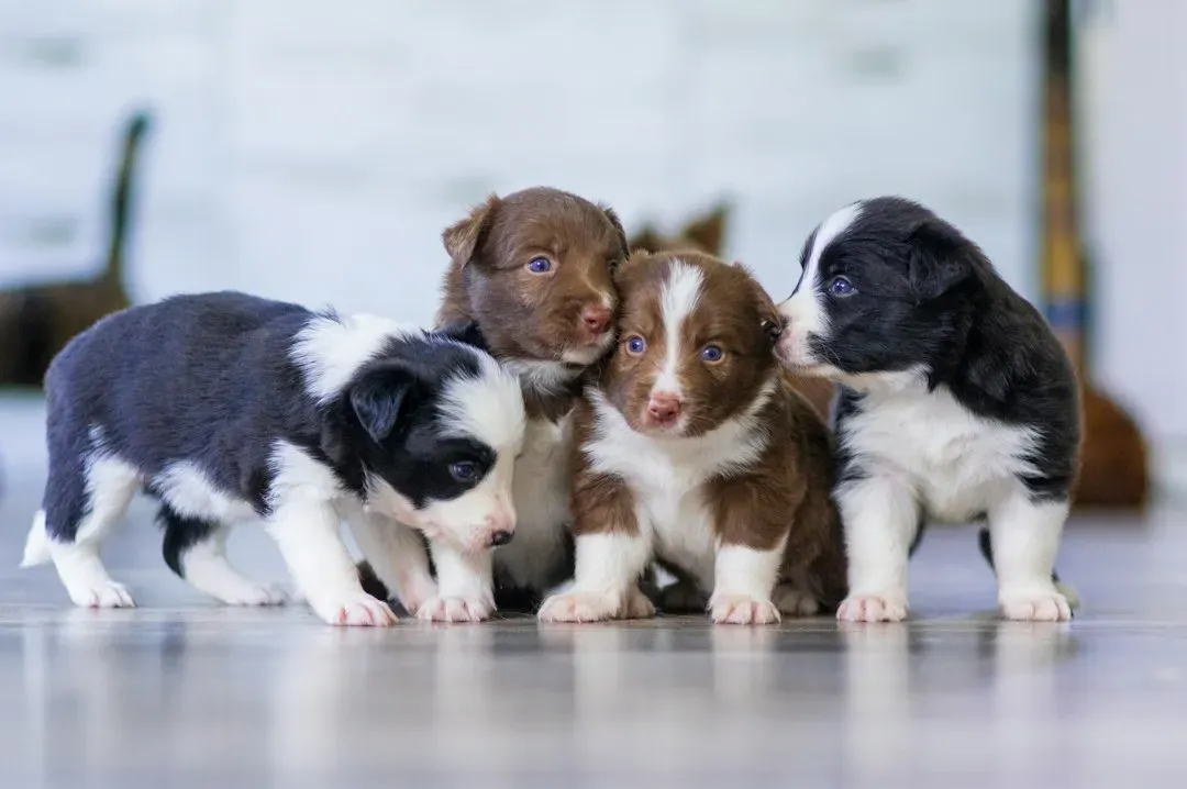 Conclusion: The Litter Never Really Leaves the Dog (Image Credits: Unsplash)