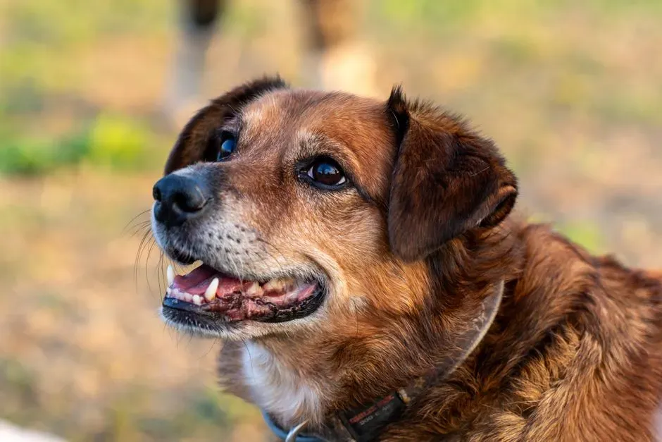 Mixed-Breed “Mutts”: The Overlooked Treasures (Image Credits: Pexels)