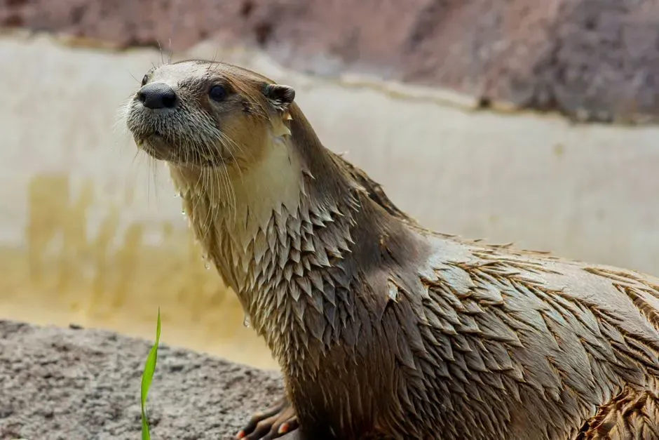#11. Aquarius (January 20 – February 18): The Otter (Image Credits: Pexels)