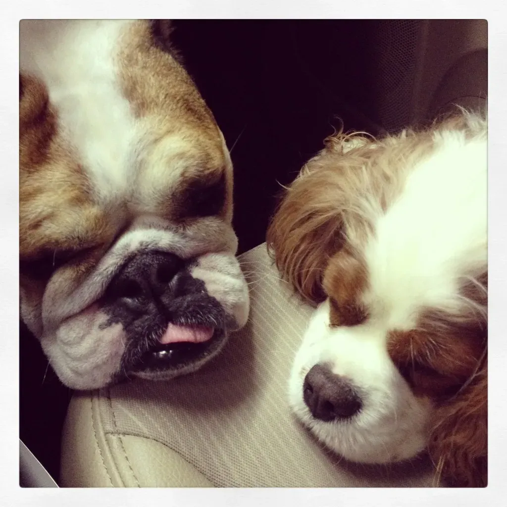 Cavalier King Charles Spaniel: The Gentle Companion (Image Credits: Flickr)