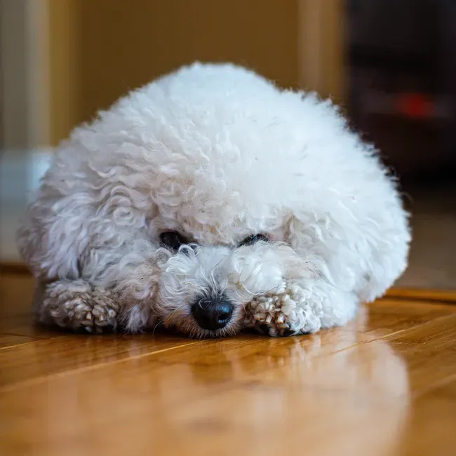 Bichon Frise: The Bouncy Cloud That Settles Into a Loving Companion (Image Credits: Pexels)