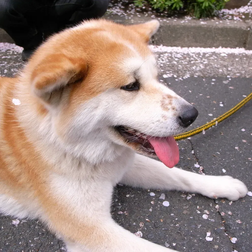 Akita (YukiNoSato, Flickr, CC BY 2.0)