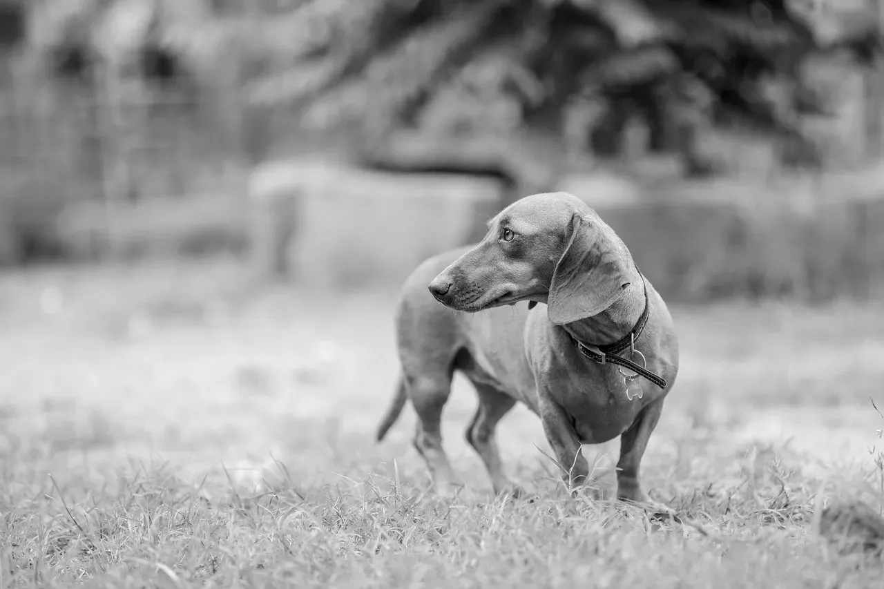 3. Dachshund (Image Credits: Pixabay)