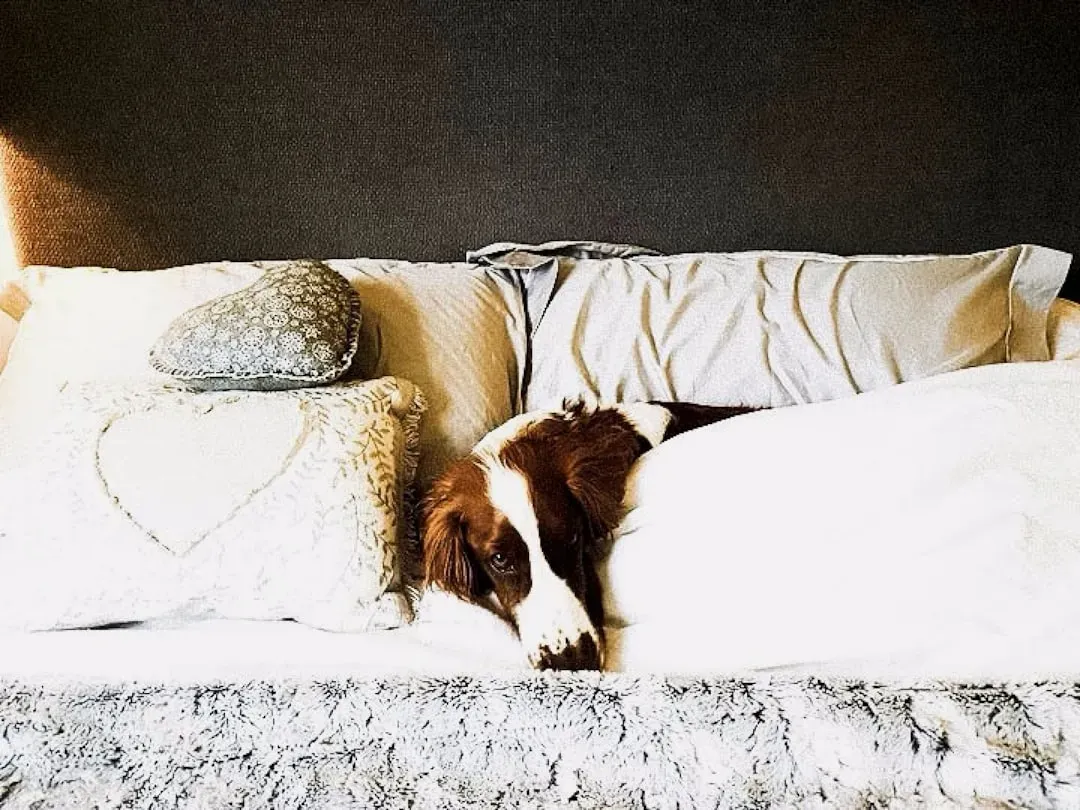 2. Sleeping at Your Feet or Facing the Door (Image Credits: Unsplash)