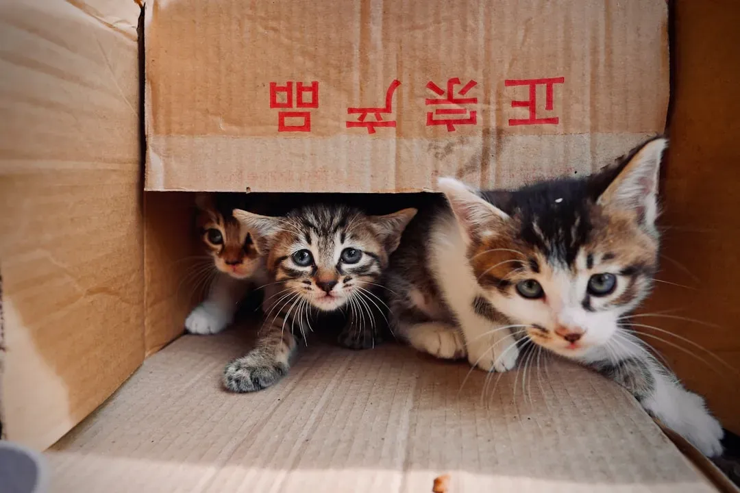 Multi Cat Household Conflicts Create Litter Box Drama (Image Credits: Unsplash)