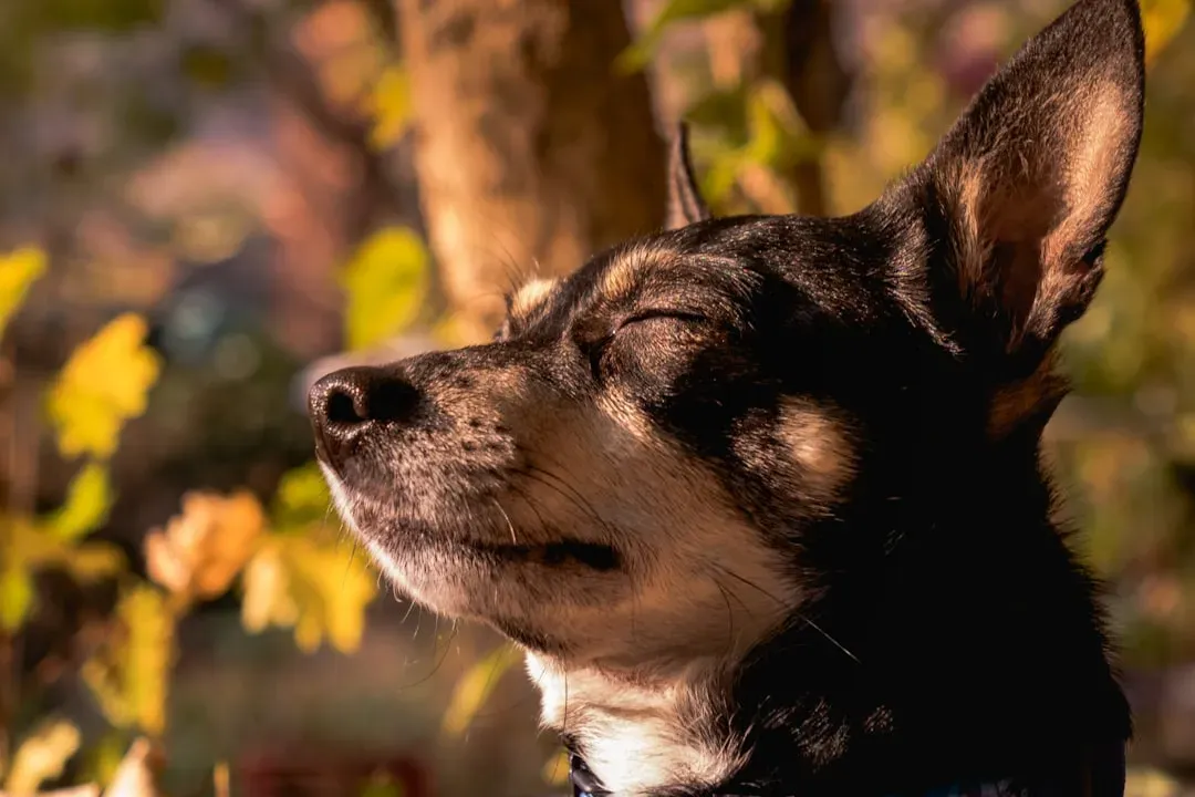 #11. They Stop Breathing Normally at Rest (Image Credits: Unsplash)