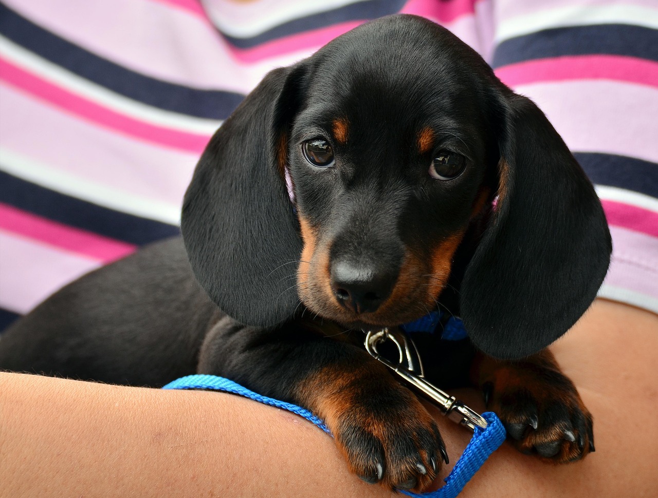 Dachshund: Charming but Challenging (Image Credits: Pixabay)